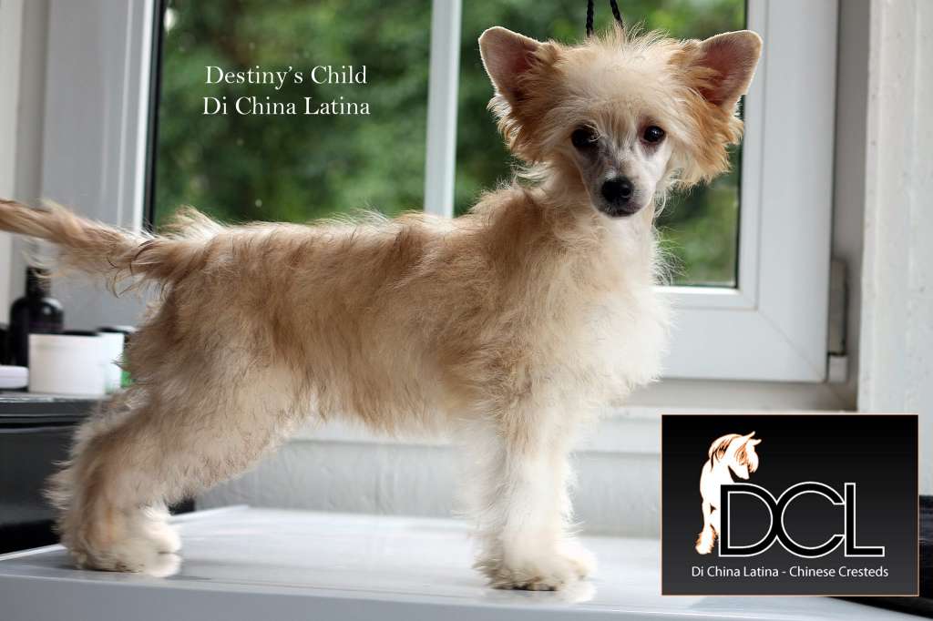 Destiny's Child Di China Latina