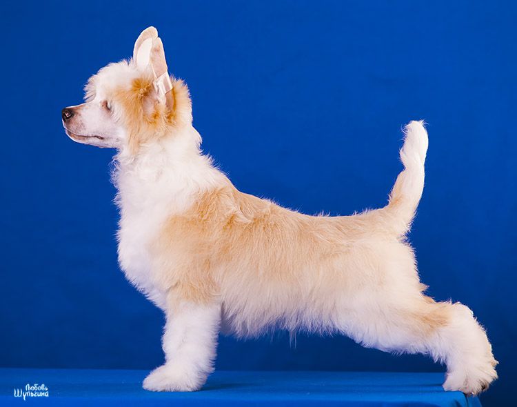 My Vanity Fair All Roader