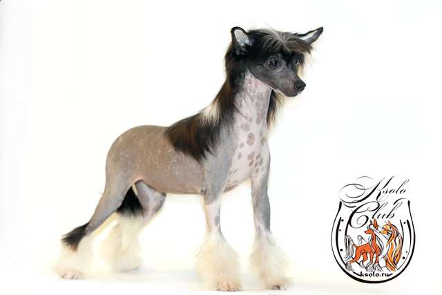 Ksolo Club lulu Victory and Headway