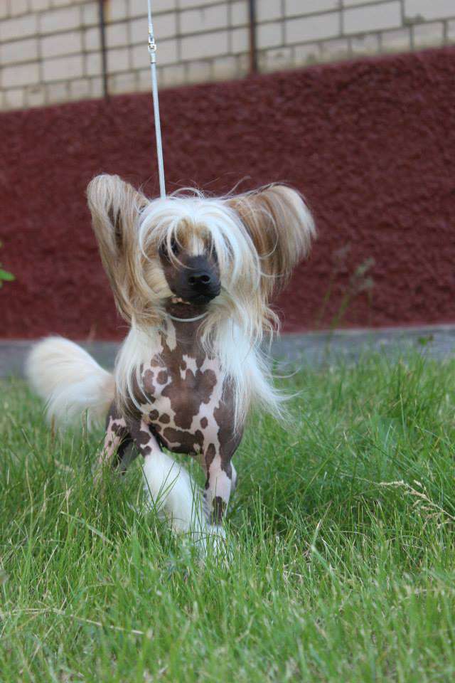 Irgen Gold Furla Felice