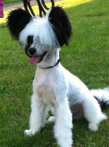 Amun Prince of Twilight Diamonds