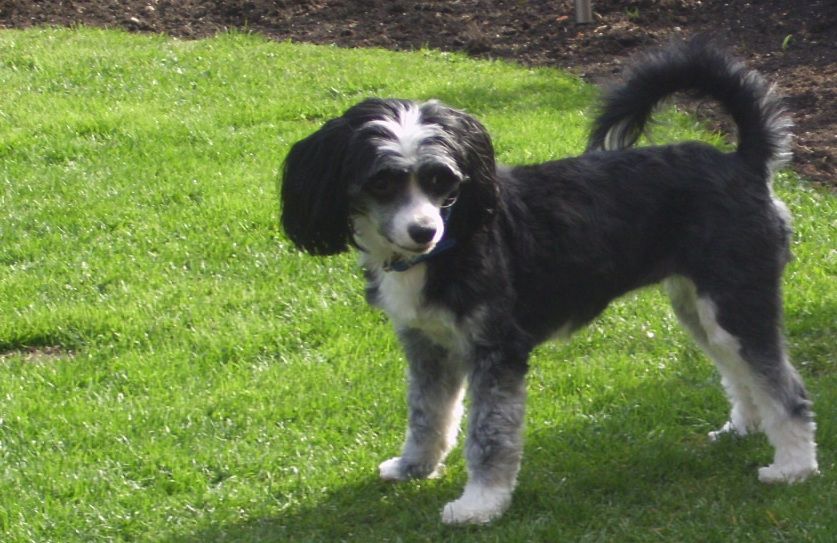 Amidala Princess of Twilight Diamonds