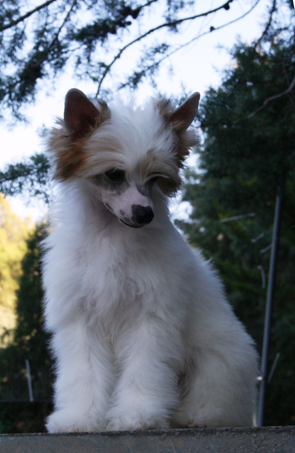 Magnus Staff  High Plains Drifter