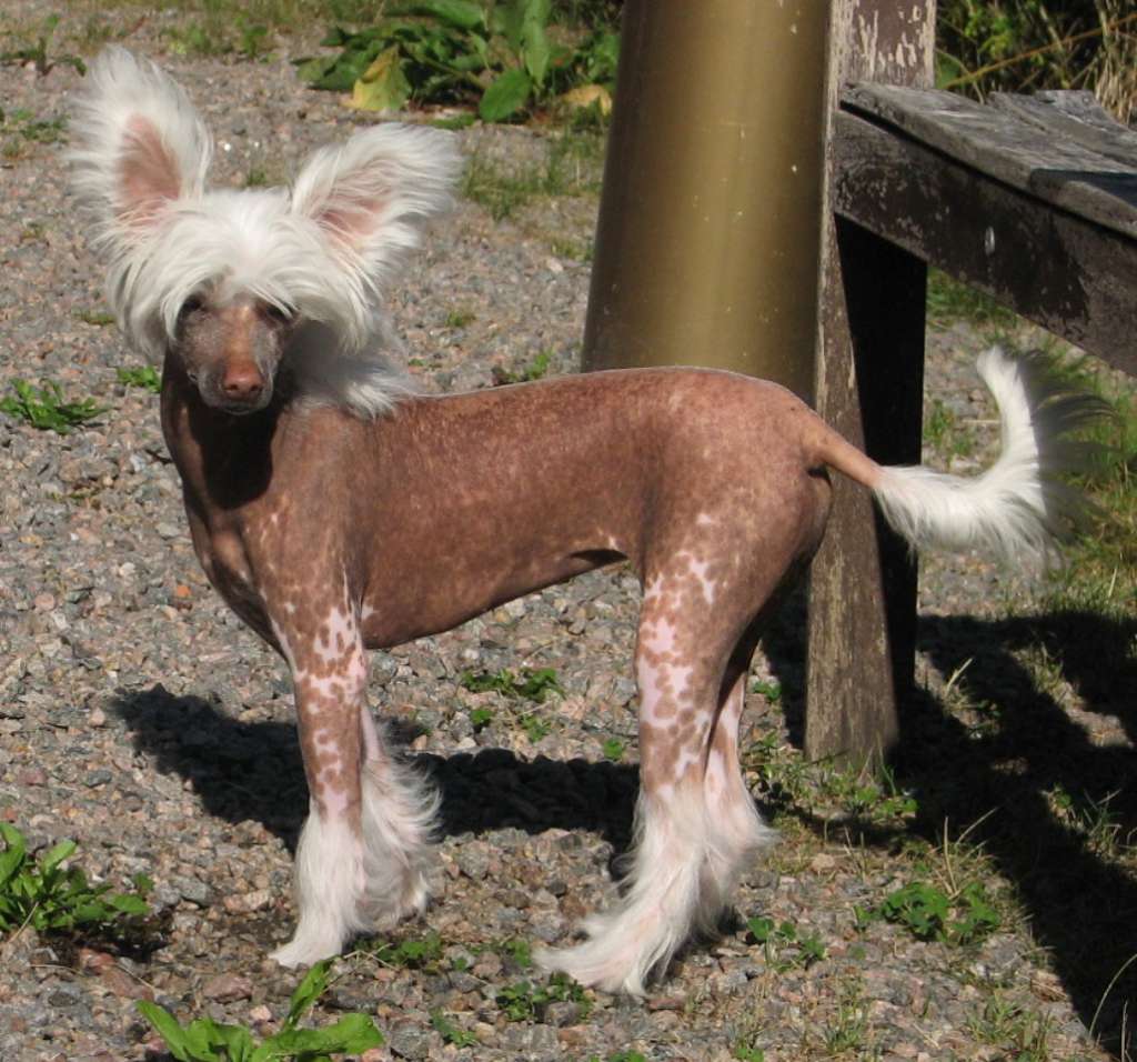 Pappersdrakens Hanna Nattfasa