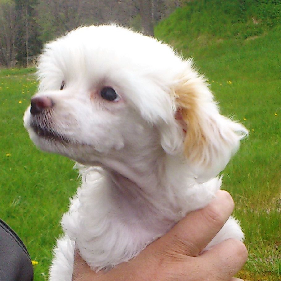 Pappersdrakens Anna Benknyckare