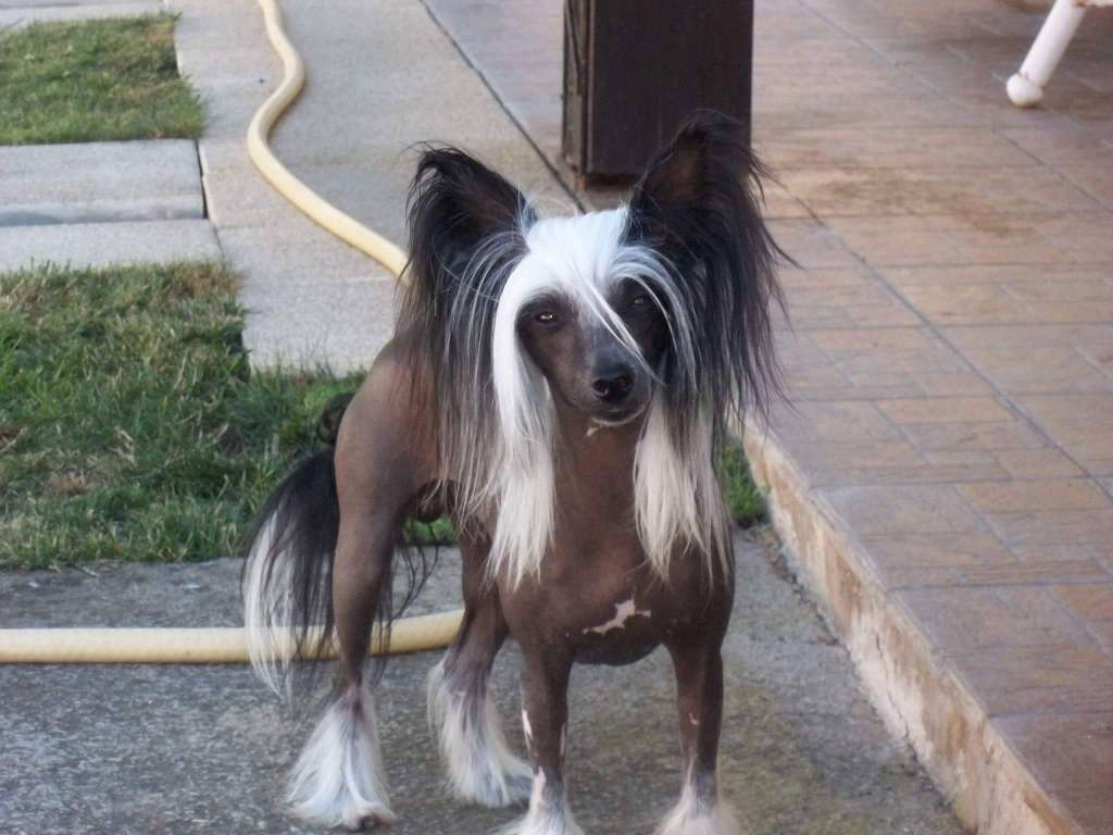 Moon harbour joker's wild