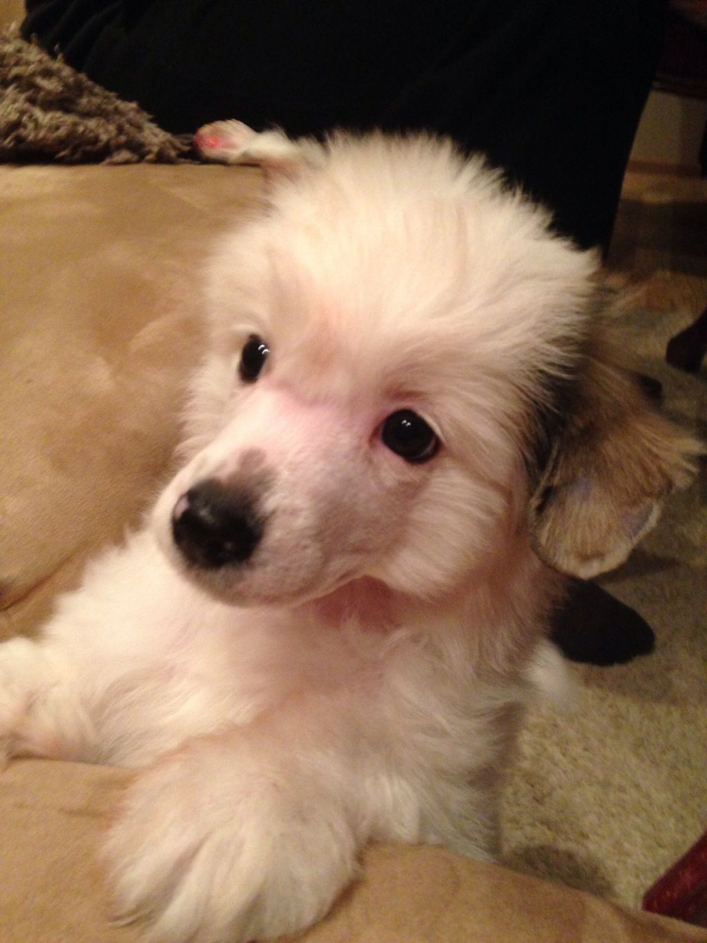 Baroque Chinese Horse Grey