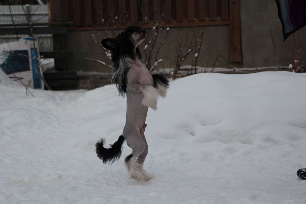 Bella Constanta Chardin Blek