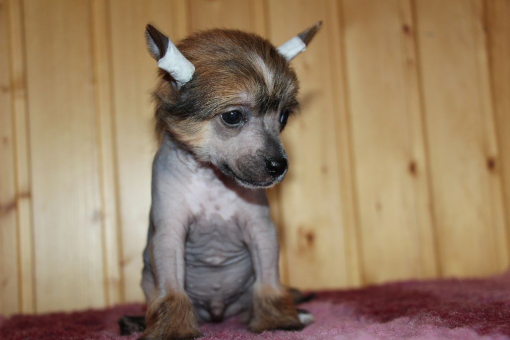 Bella Constanta Chesecake