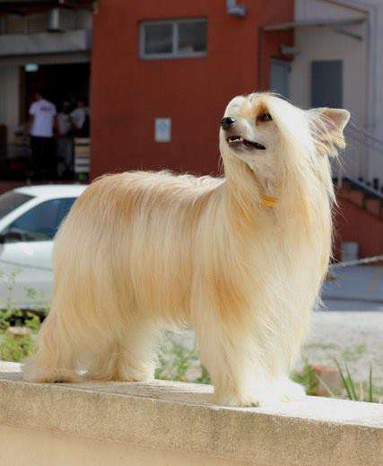 Bella Constanta Cha cha cha