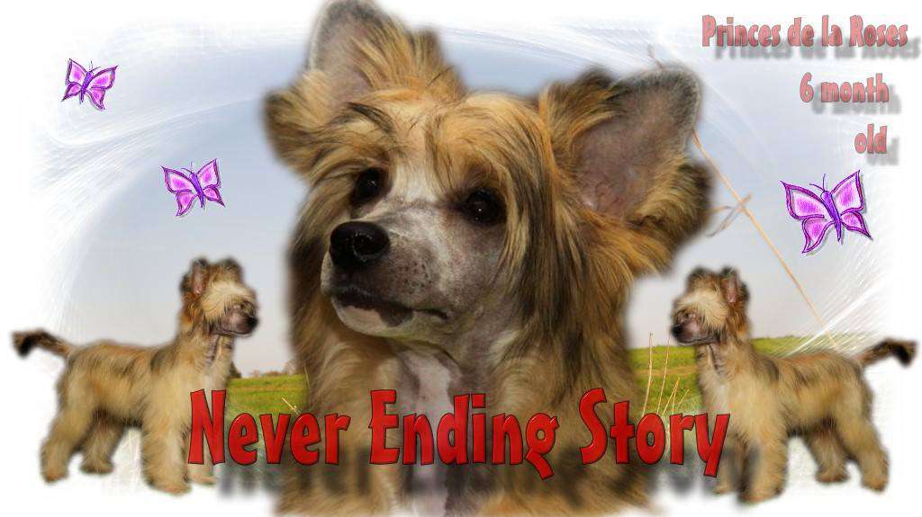 Never Ending Story Princes de la Roses