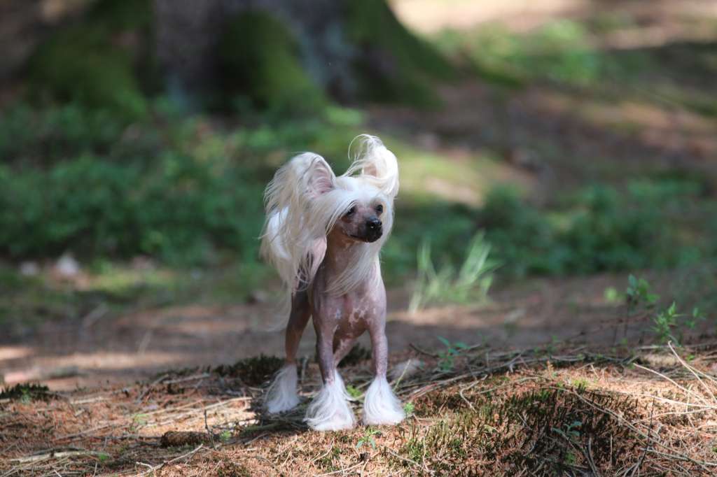 No Limit Princes de la Roses