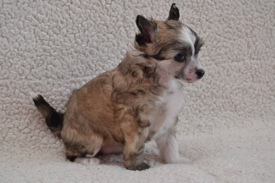 Kaimanawa Comet Pazzda