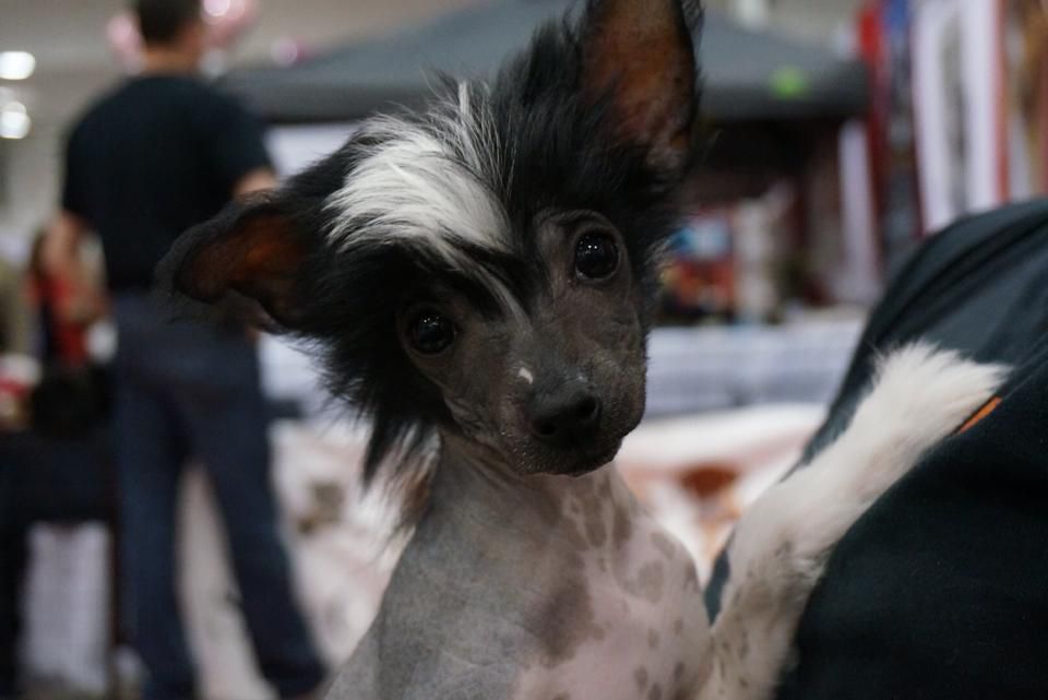 Aubelle's Once Upon A Dream