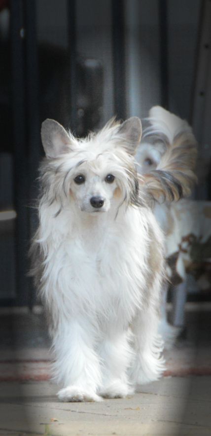 Casmai Tallulah Truffles