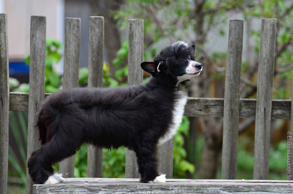 Elance Louange Cohen Dashing