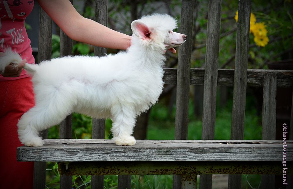 Elance Louange Candy Kisses Daily Delight