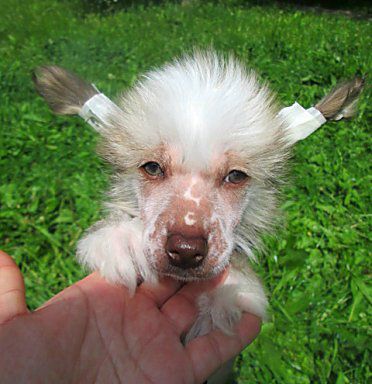 Shafran Mitsubishi Boy