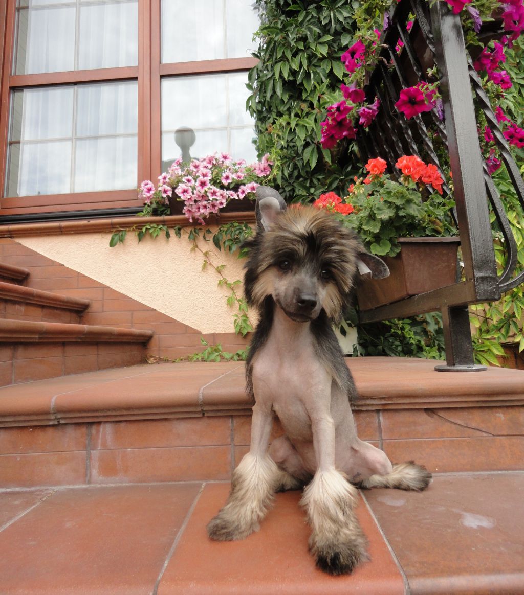 Bajey  Bonus Westtai