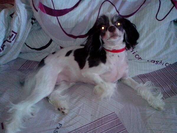 Shafran Nicoletta Braski