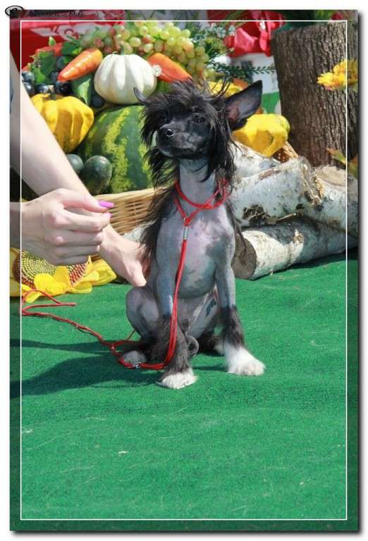 Charuyuschiy Soblazn Martin Daymond Black