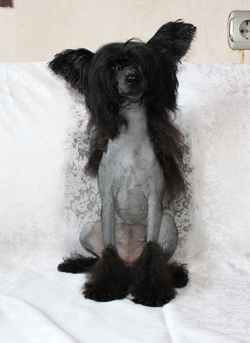 Charuyuschiy Soblazn Maraviya Nurael