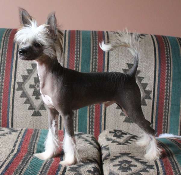 Aeon Mowgli the Man Cub