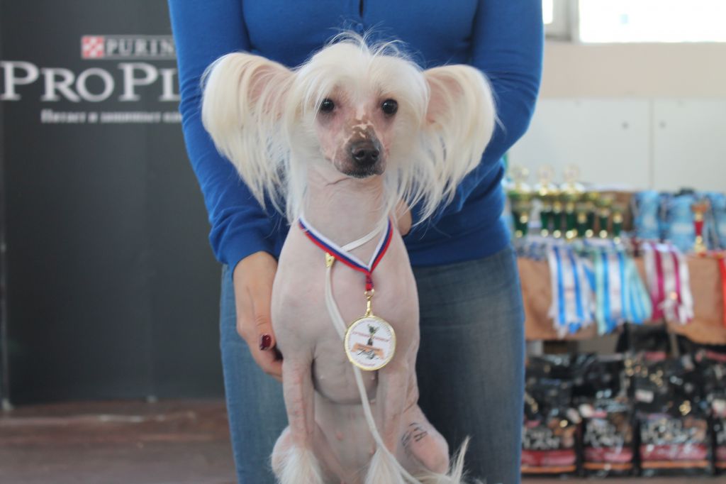 Nyu Art Alisiya Cvetok El'fov