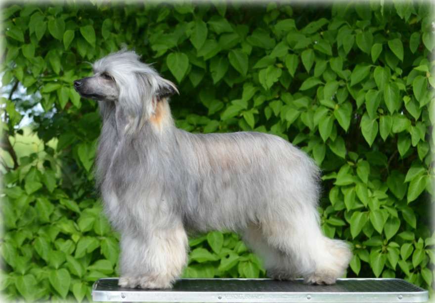 Kalimera's Barking Bulldozer