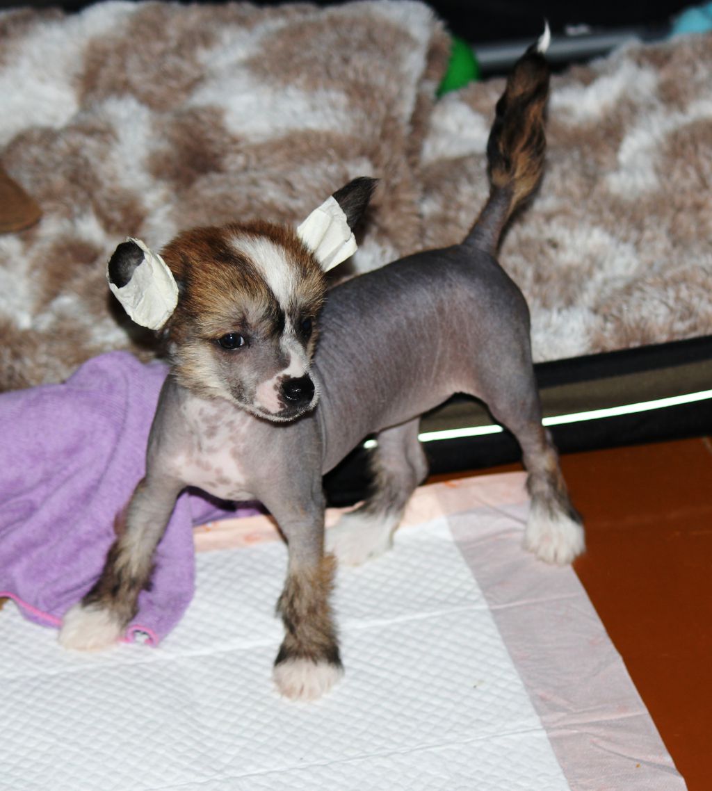 Rus Terra Tcvetana Divnay