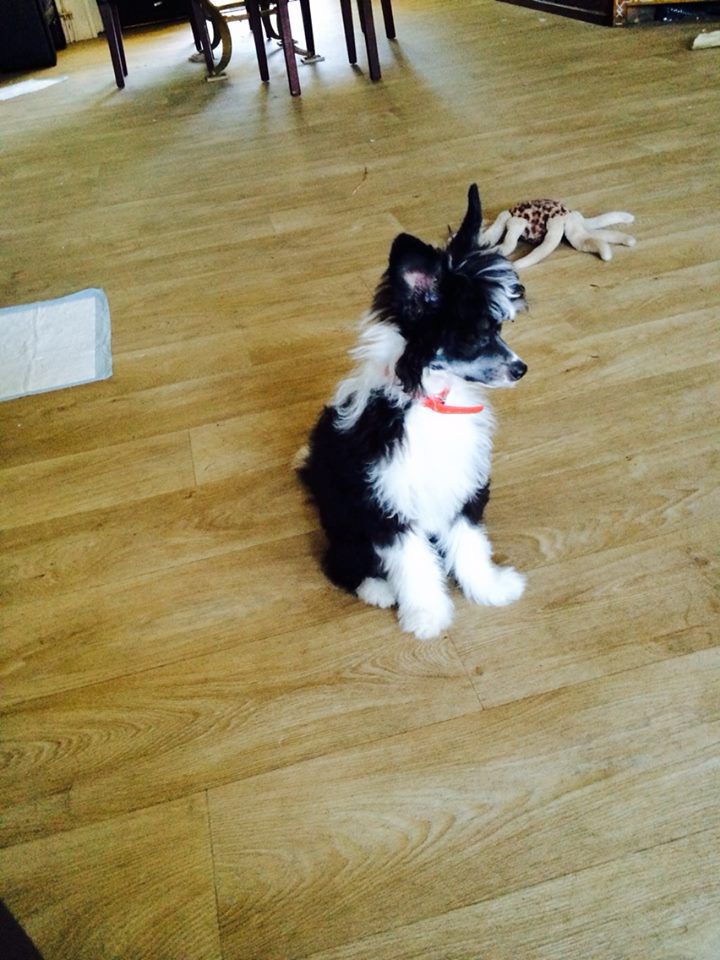 Unicorn Crested Mania American Pie