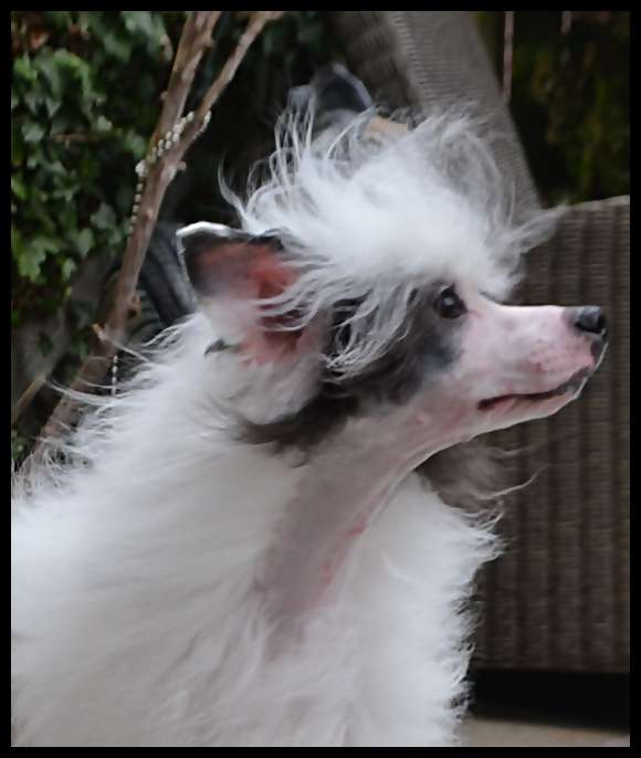 Unicorn Crested Mania Alaska Ice