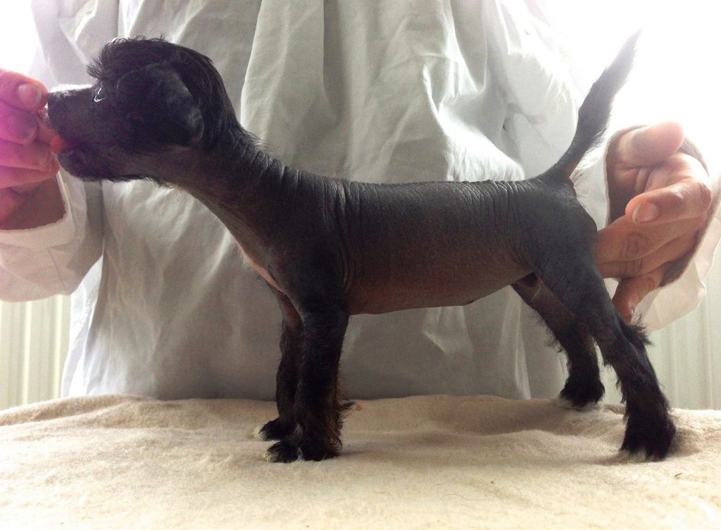 Unicorn Crested Mania Alabama Riot