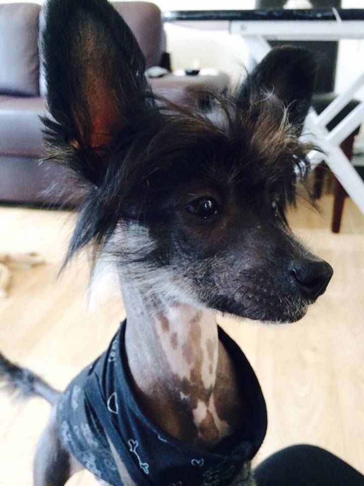 Unicorn Crested Mania April Rain