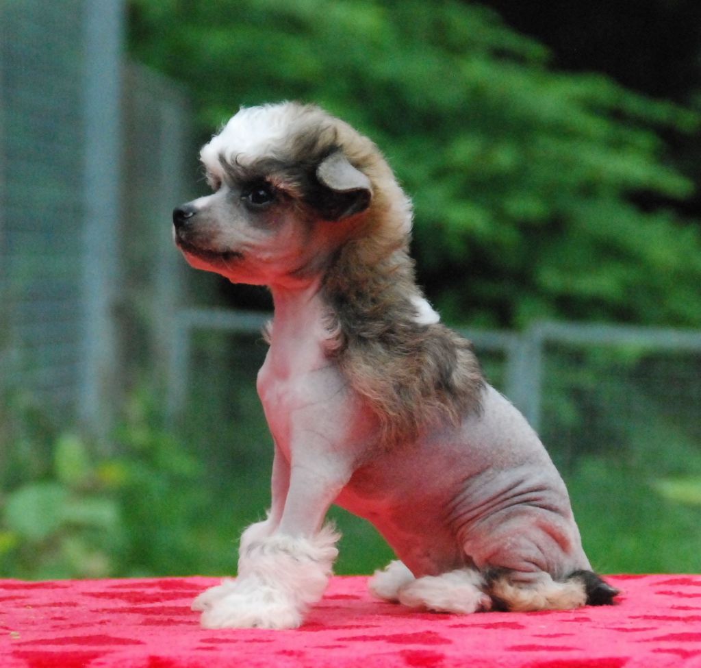 Fly and Be Free of Roxy's Pride