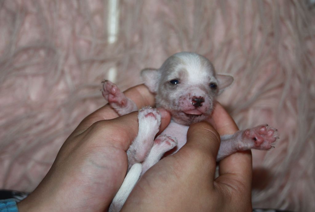 Nakia Blanchefleur Diamond Place