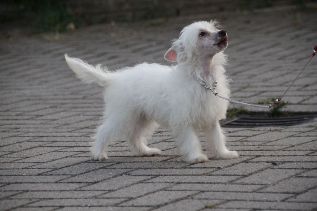 Nachton Snow Bialy Diamond Place