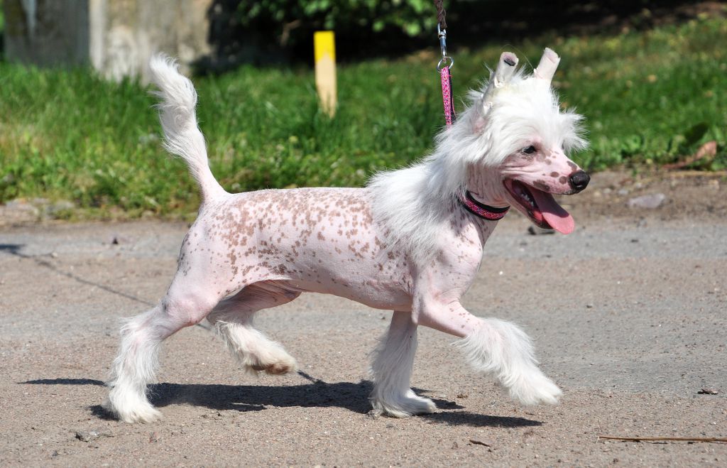 Jean Dark Bang-A-Boomerang