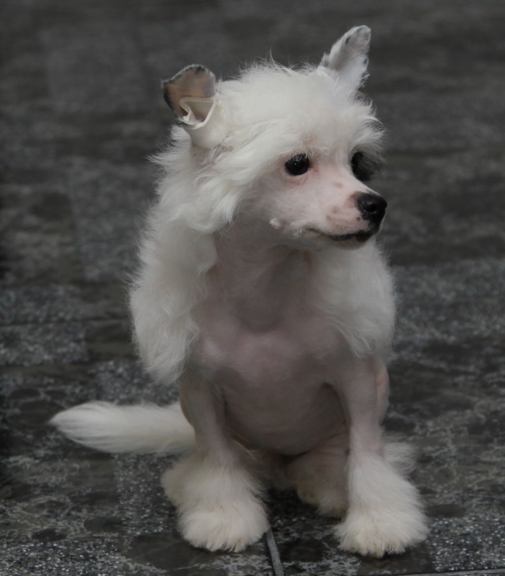 Premier Mari Yamaika