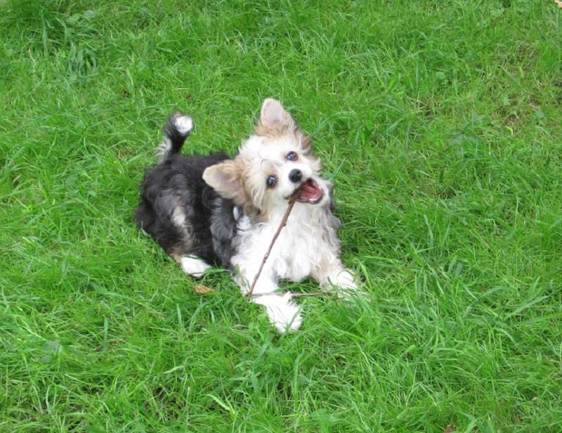 Rigani von den Windpferden