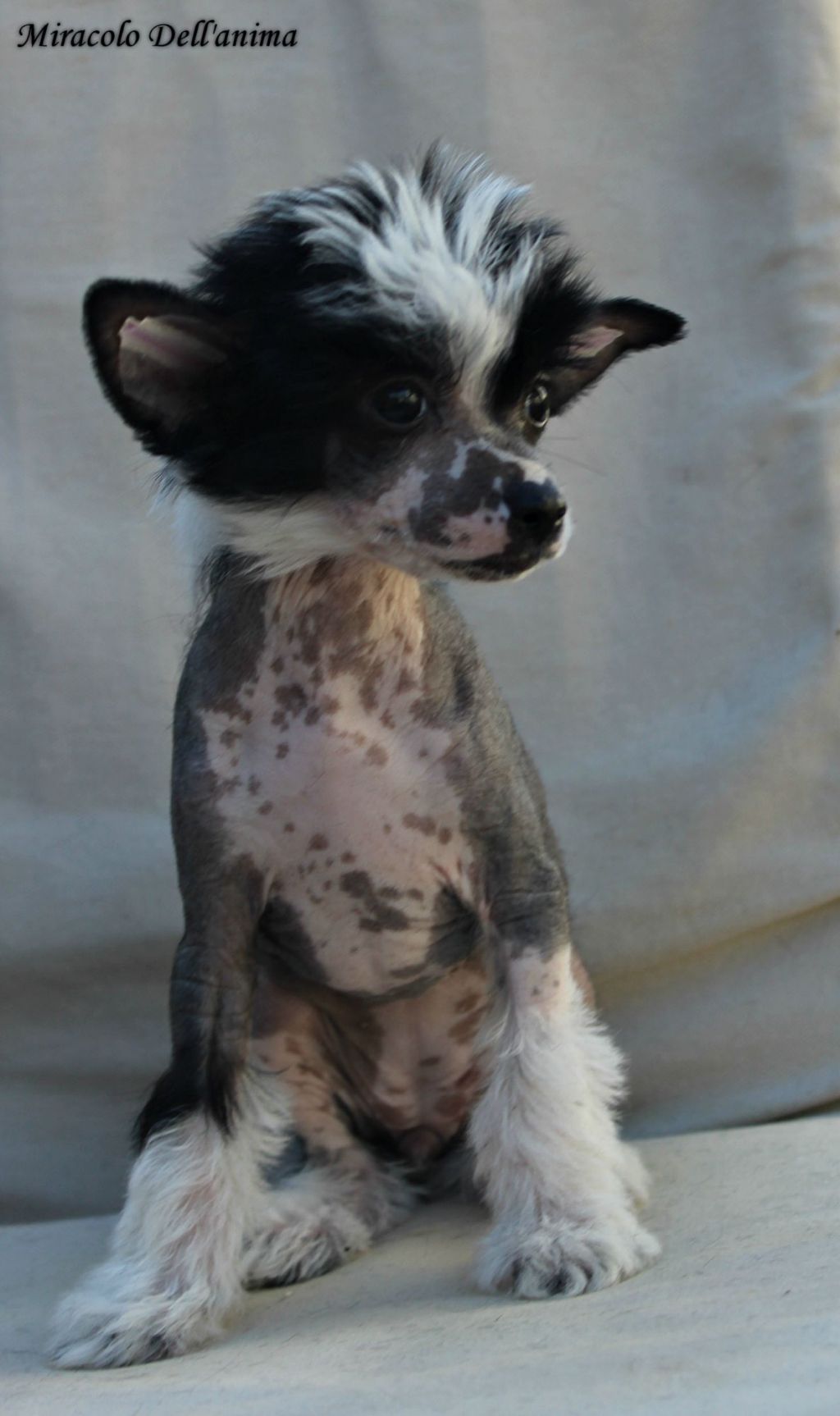 Kendi Esfero Miracolo Dell'anima