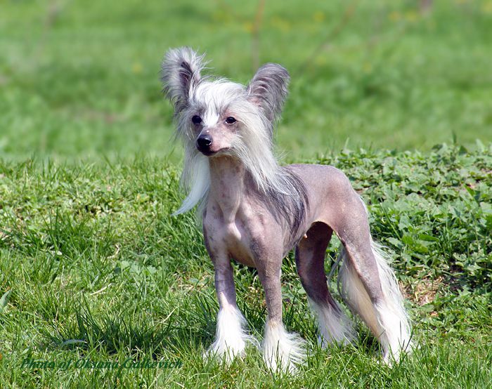 Afrodita Grecheskaia Boginia