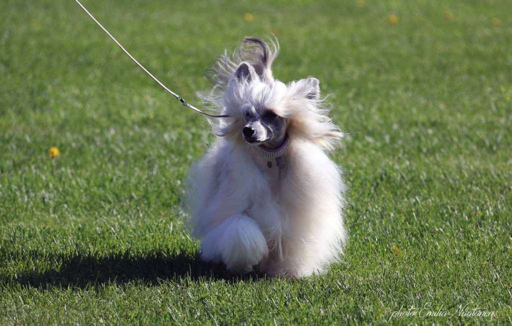 Moelmo's Pay Attention At Me