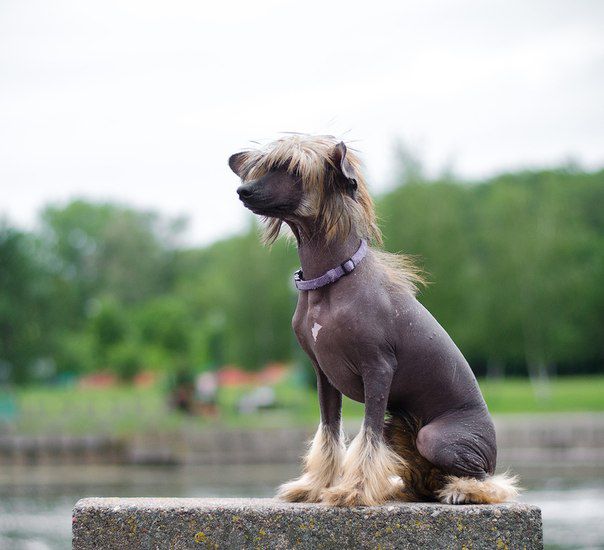 Super Star Gold In My Heart