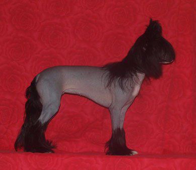 Larky Blacky In Love Eclipse