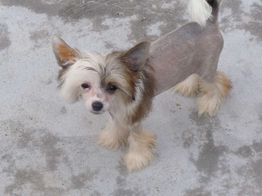 Fundoklia-völgyi Kaszanics Umpa Lumpa