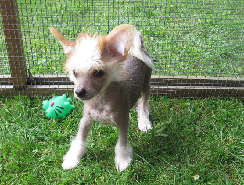 Rayko von den Windpferden