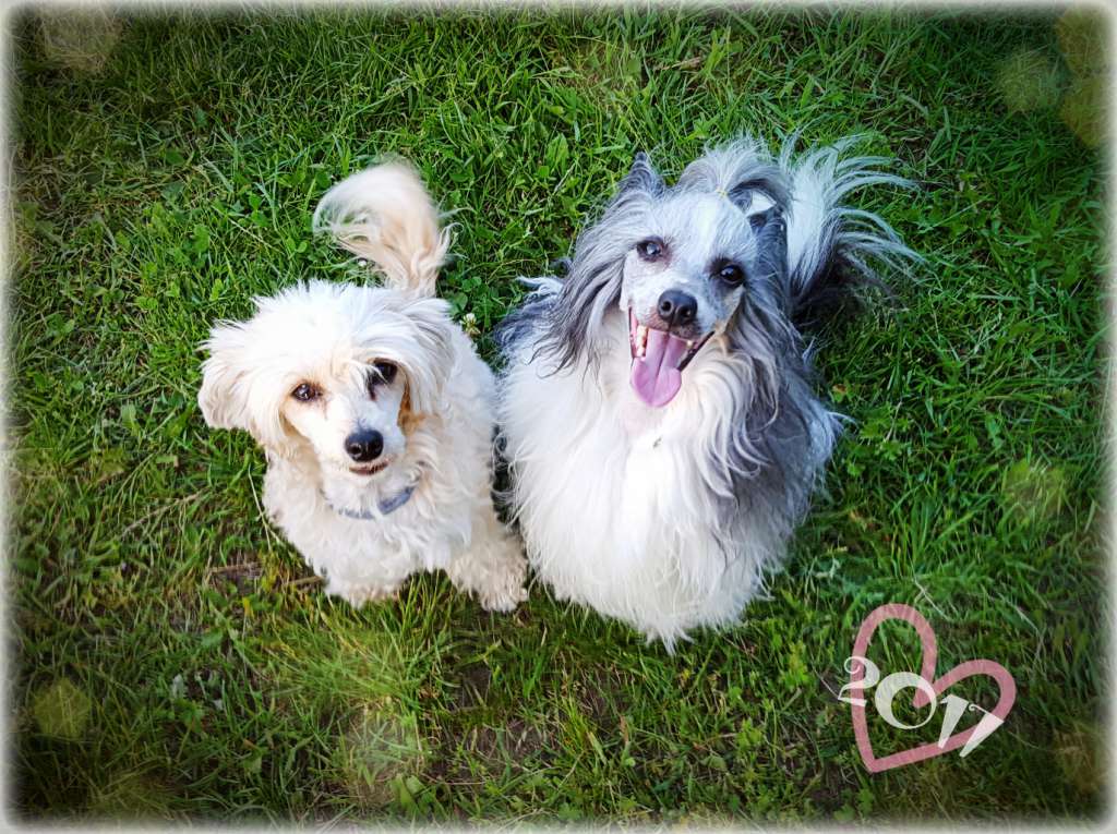 Sayo von den Windpferden