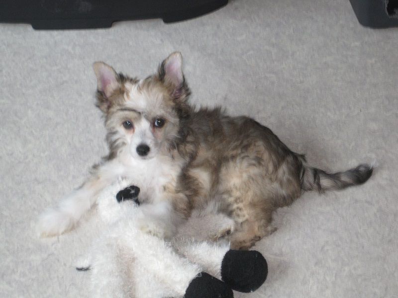 Schirin von den Windpferden