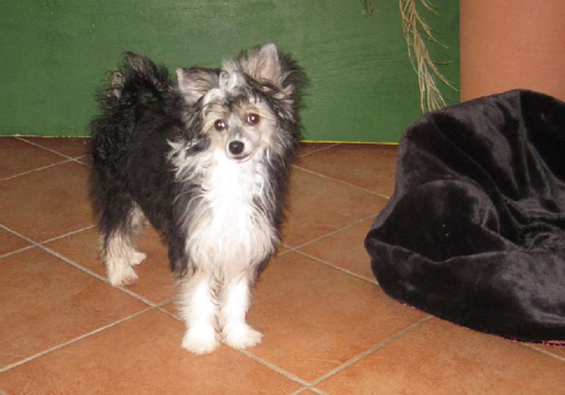 Sitara von den Windpferden